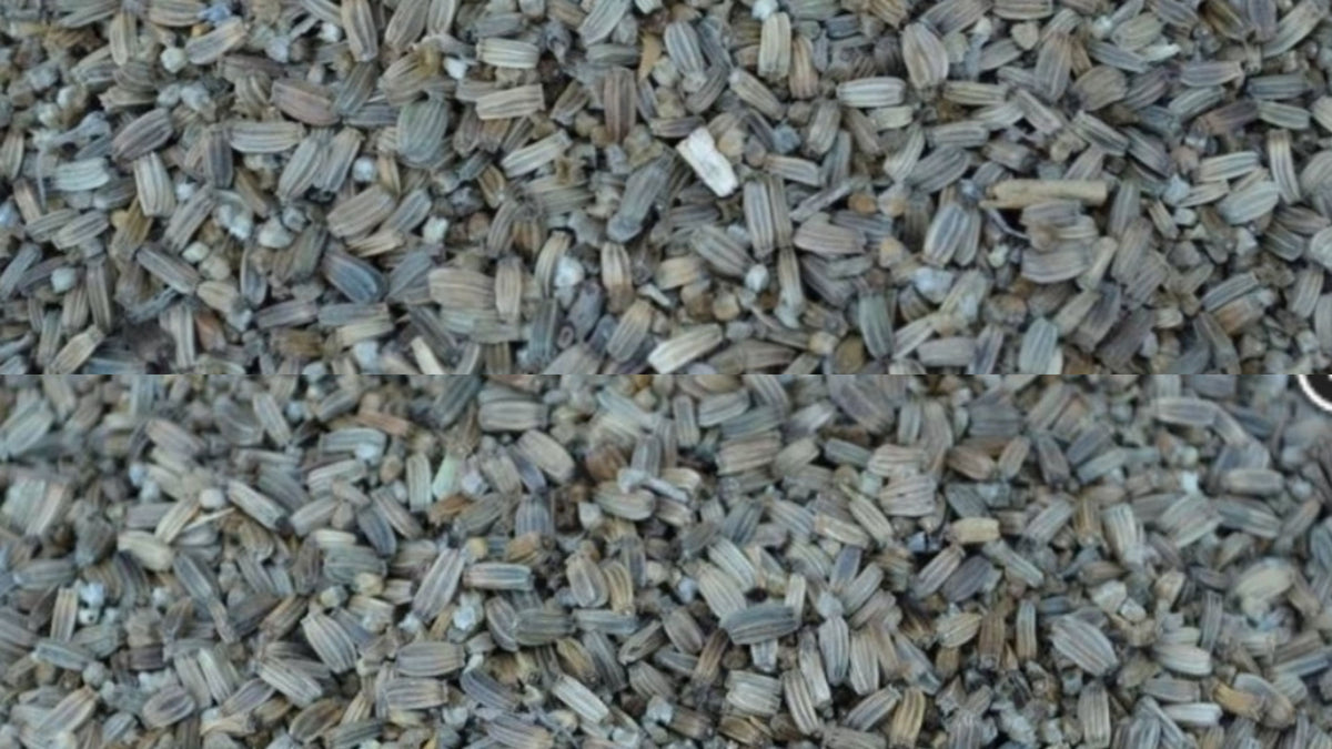 Distelzaad kaardebol 500 gram Manitoba