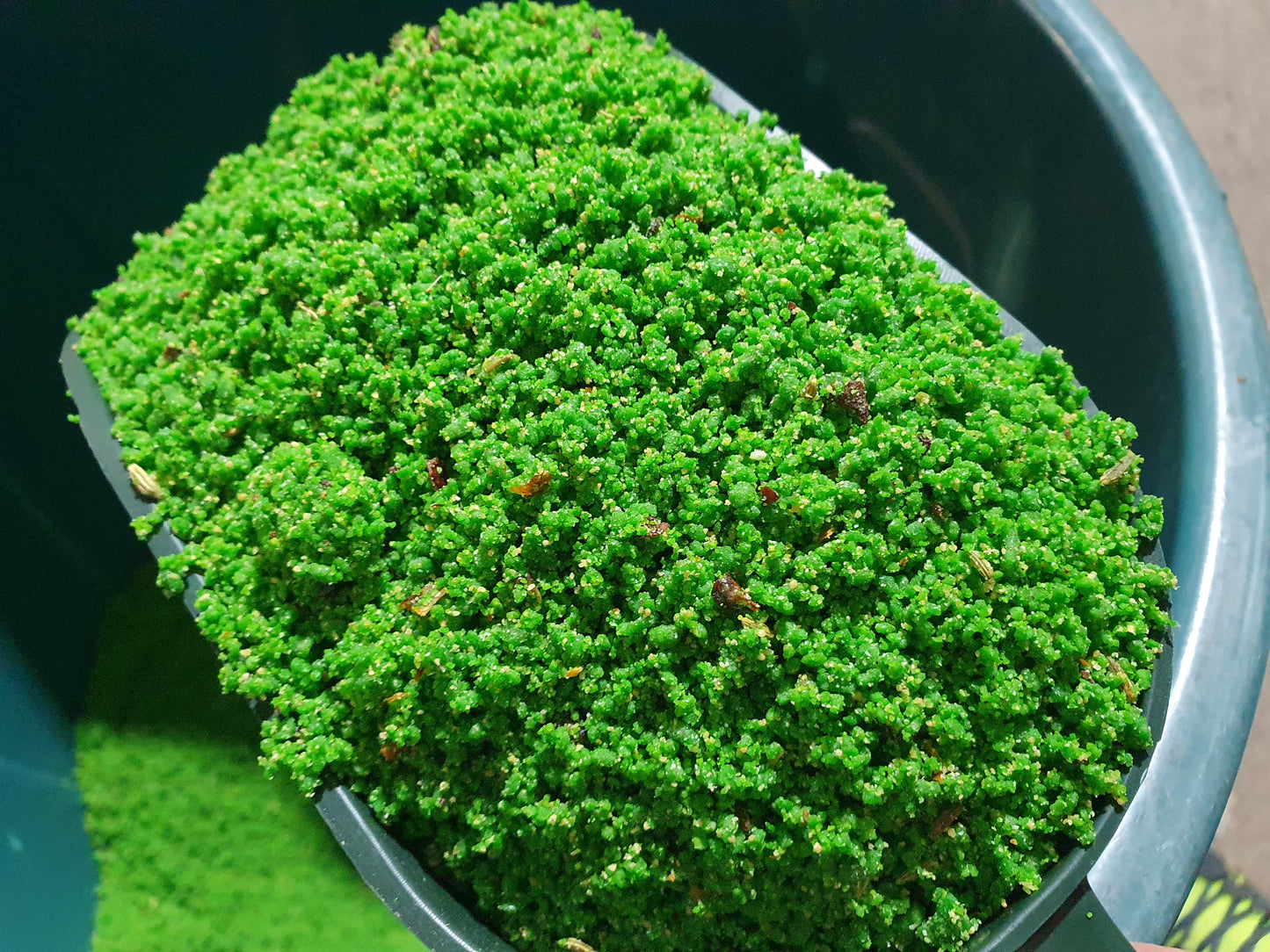 Verdure Rul Eivoer 25kg ( + Vitamine Complex ), Op Basis van wortel, venkel en tomaat - Pineta Zootecnisi