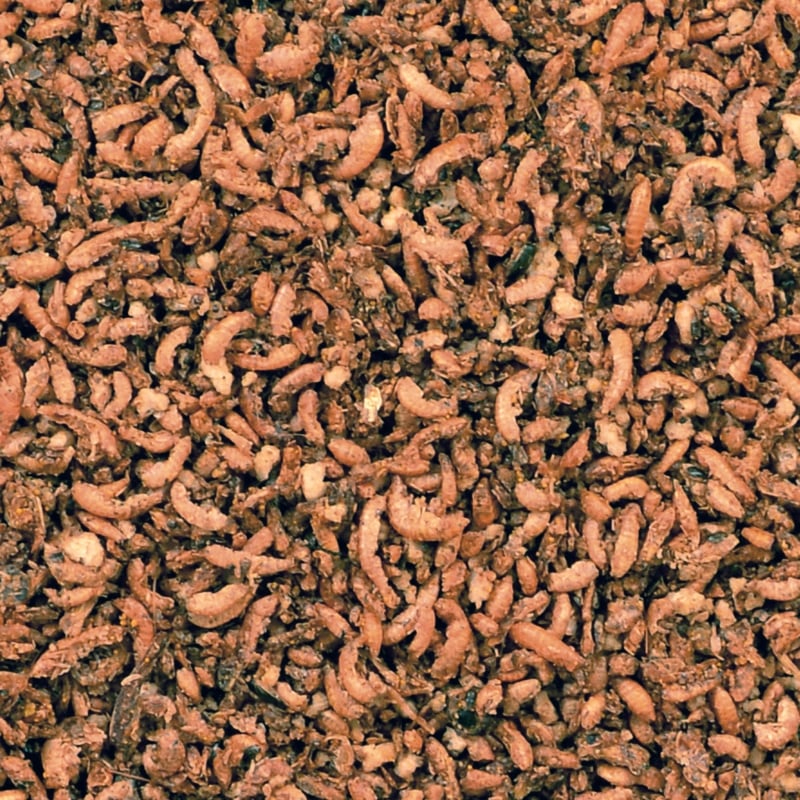 CéDé Insecten Met Honing & Bessen 3kg