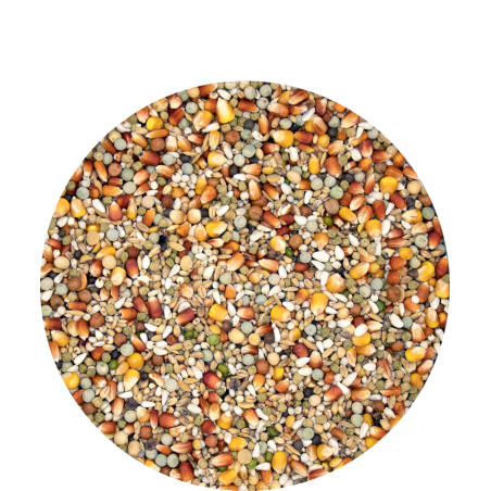 Plus I.C. Champion 20kg - Duivenvoeder - Versele Laga