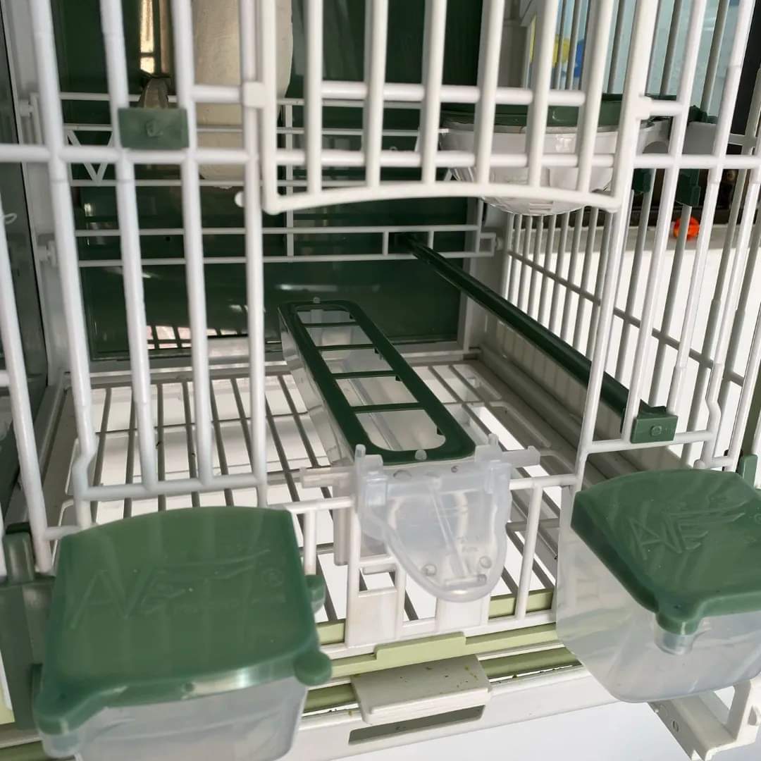 Apollo Feeder ( groen ) - Moldes Ave