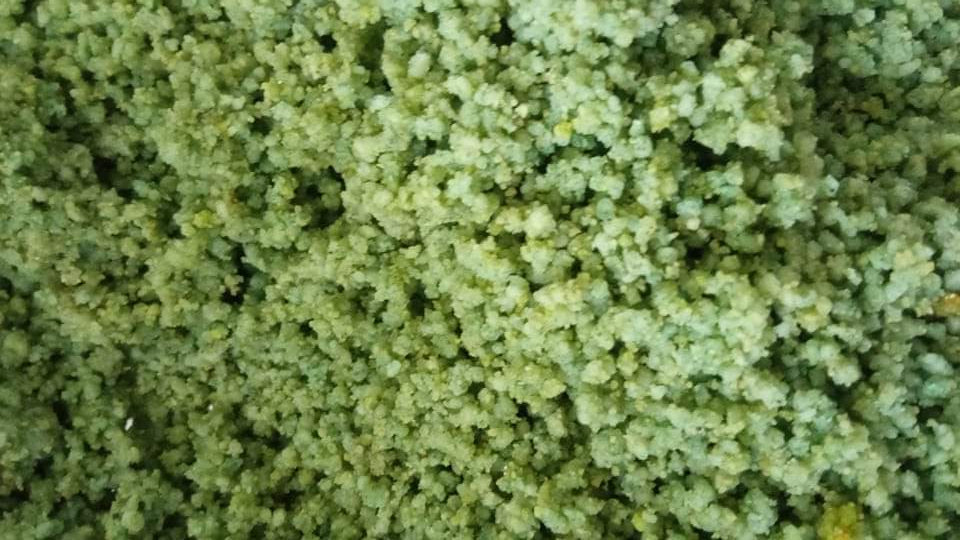 Verduri Rul Eivoer 1kg + Fast Multipower Carduelis & Spinus 1kg