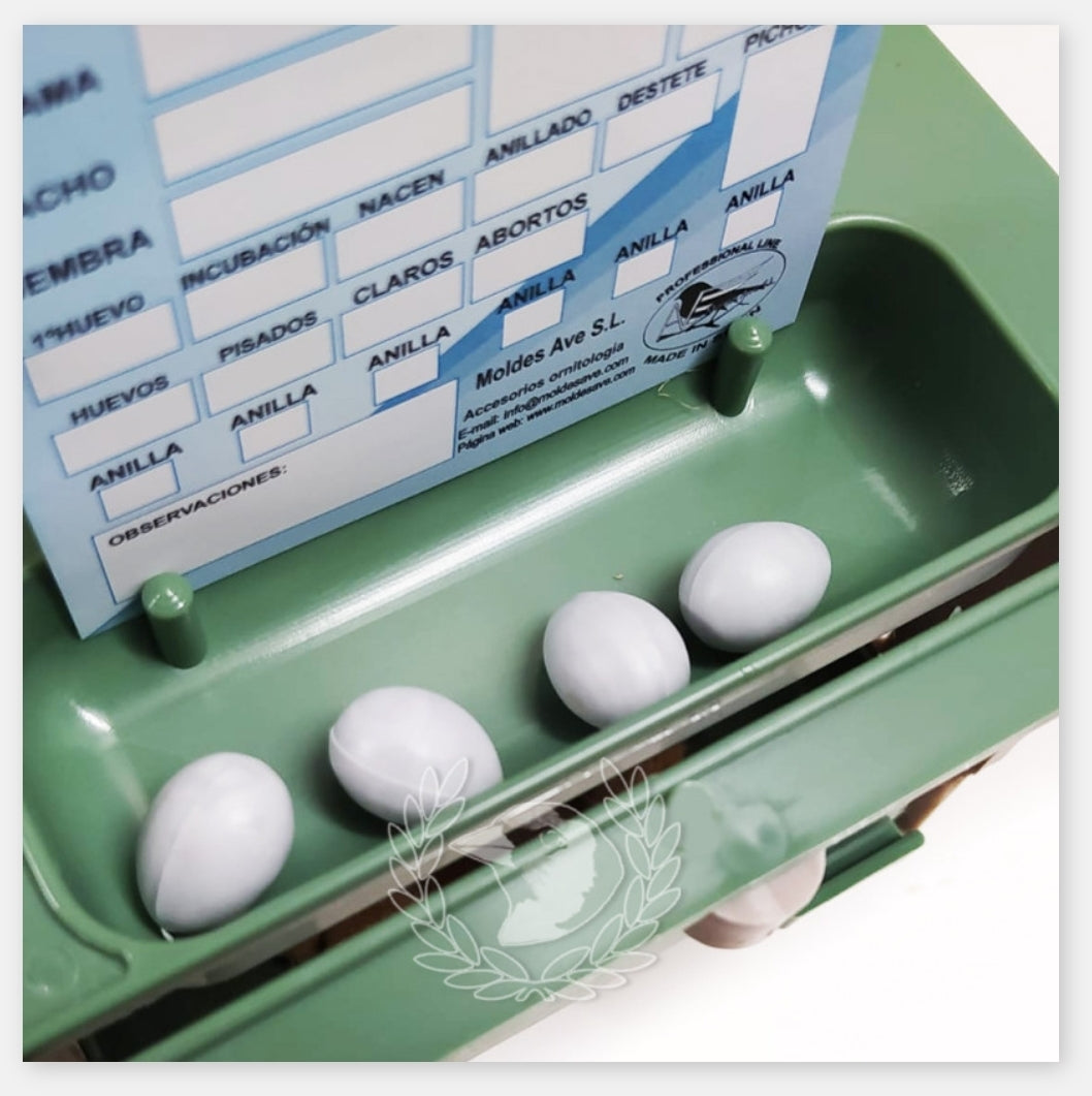 Kweek kaart - Moldes Ave