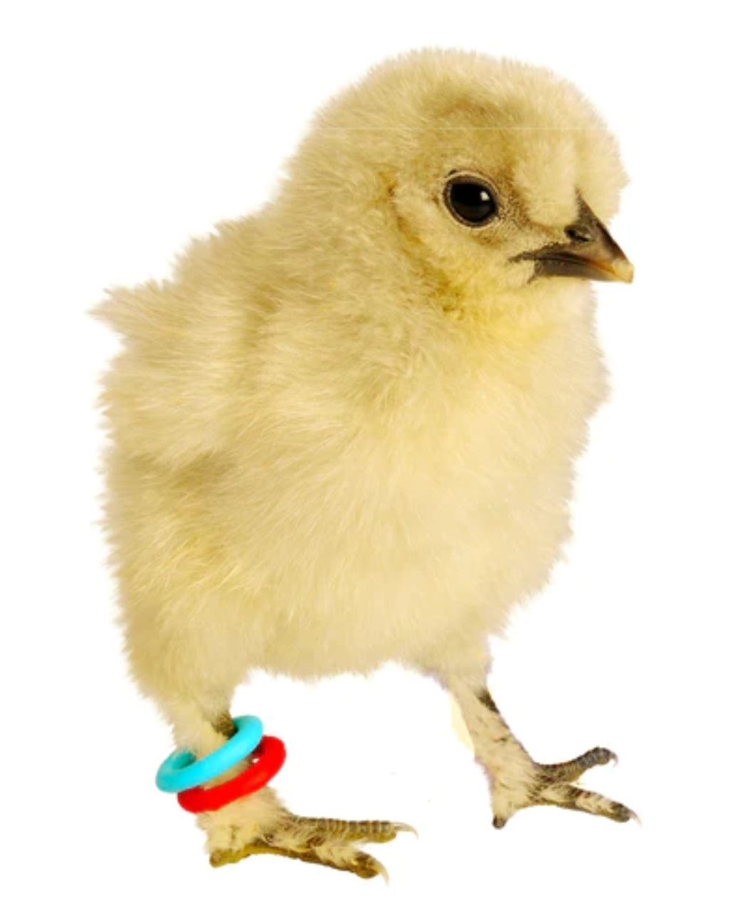 E-Z Elastische Ringen Starterskit Ø7 mm