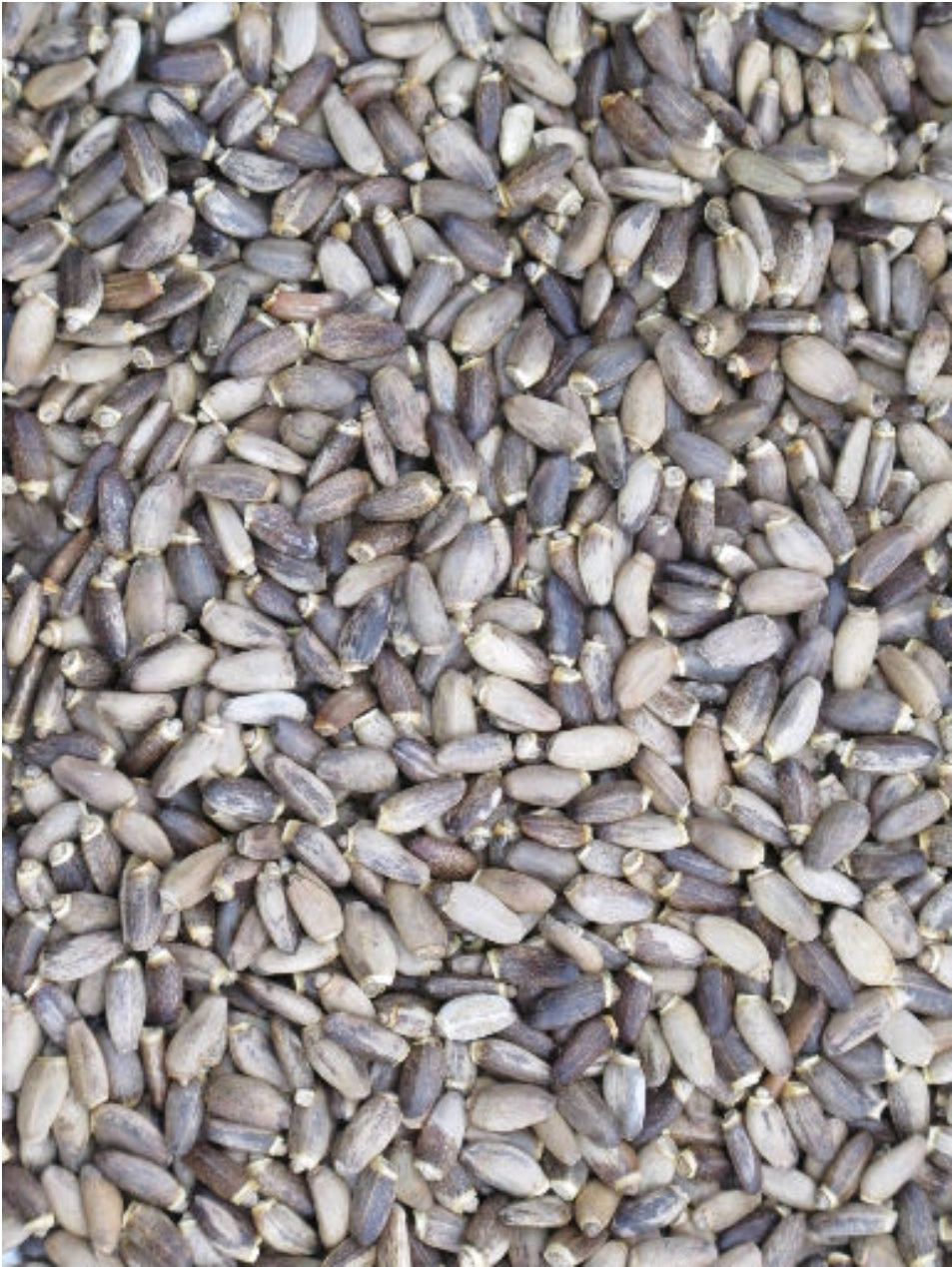 Mariadistelzaad 500 gram