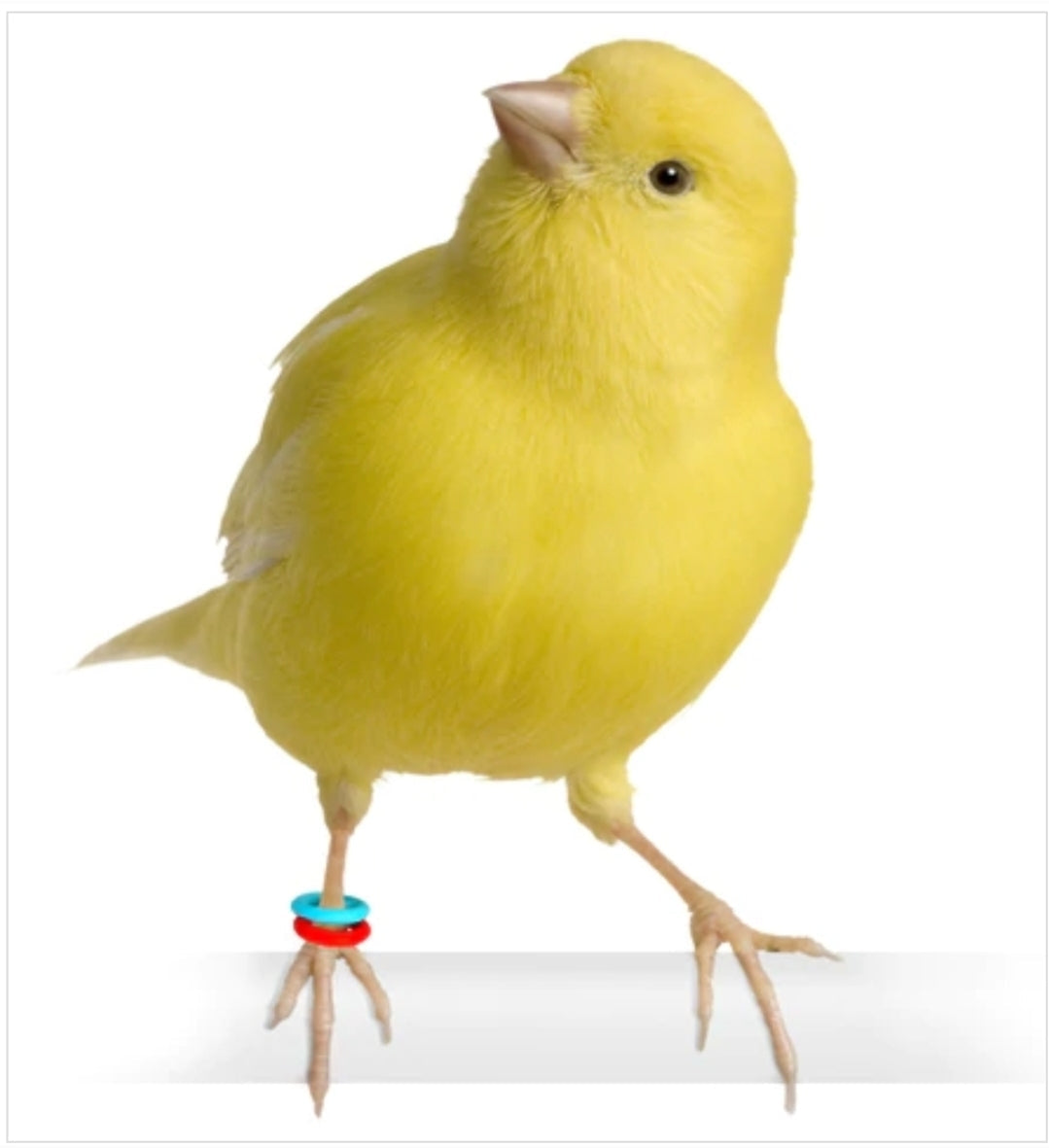 E-Z Elastische Ringen Starterskit Ø4,5 mm