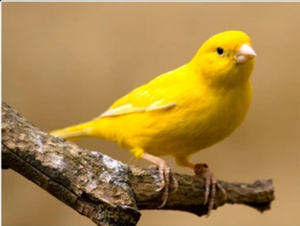 Giallo Rilucente 200 gram ( Gele Kleur Versterker ) - Pineta Zootecnici