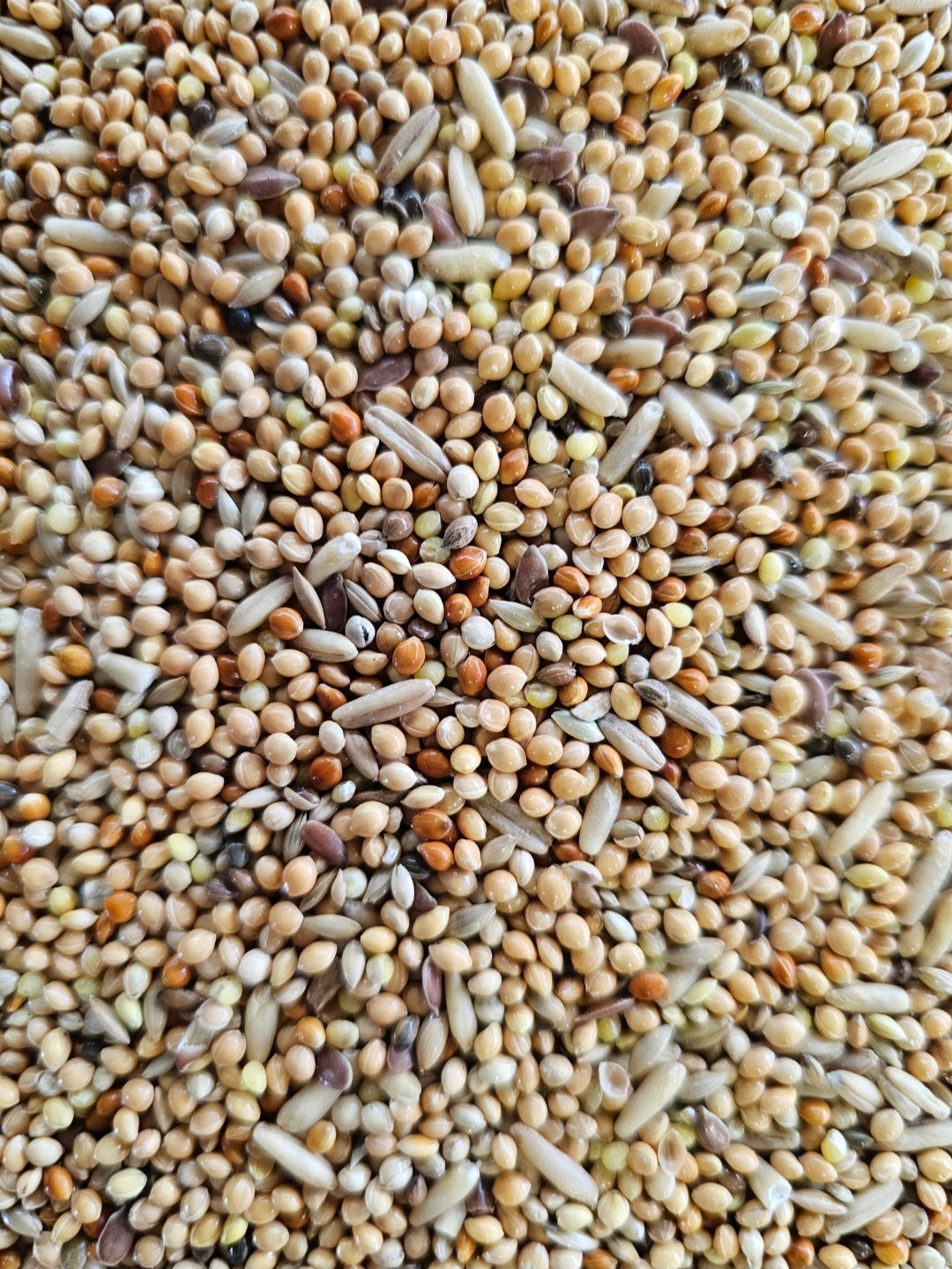 Grasparkieten Standaard - 1kg uitgepond - Vogelvoer