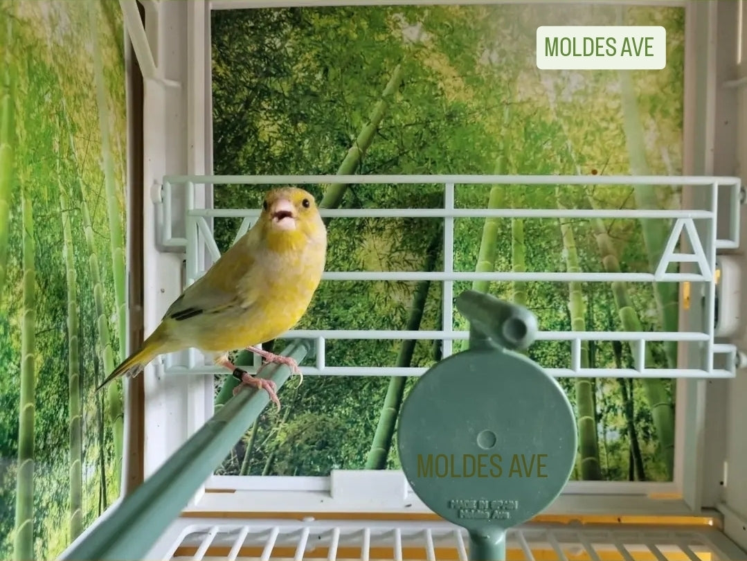 Fotokooi & Presentatiekooi - MA Kooi - Moldes Ave