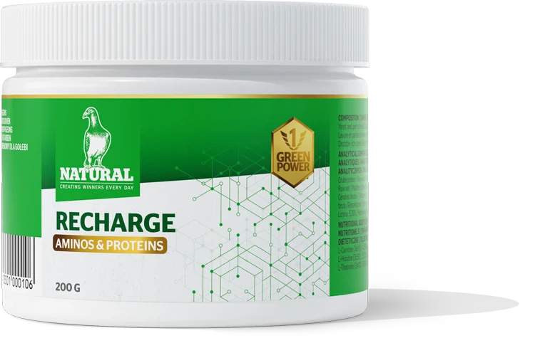 Green Power, Recharge "Aminos & Proteins" 200 Gram, Natural