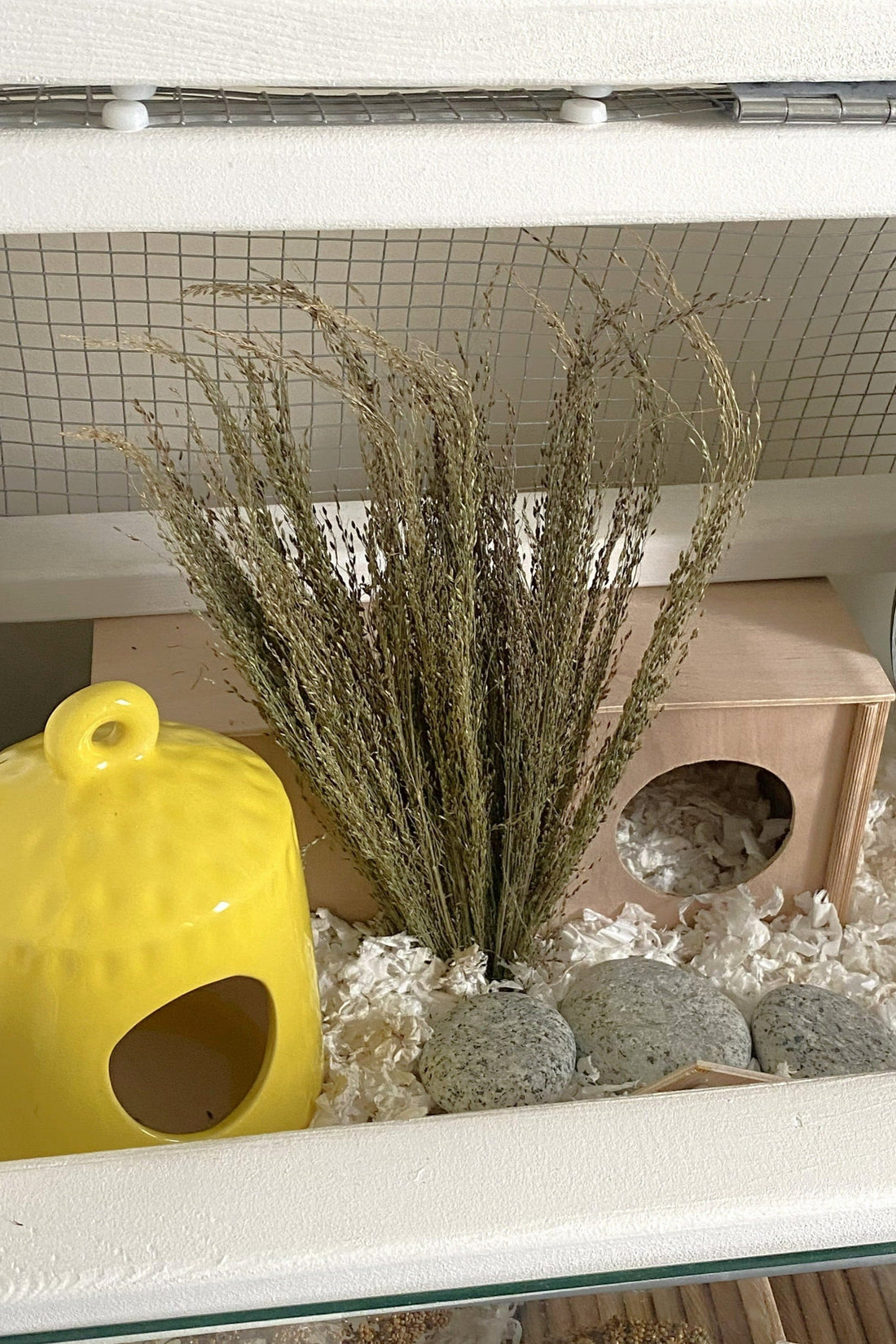 Pagima Green Gras 2 bundels - Sprays - Voor Vogels en Hamsters