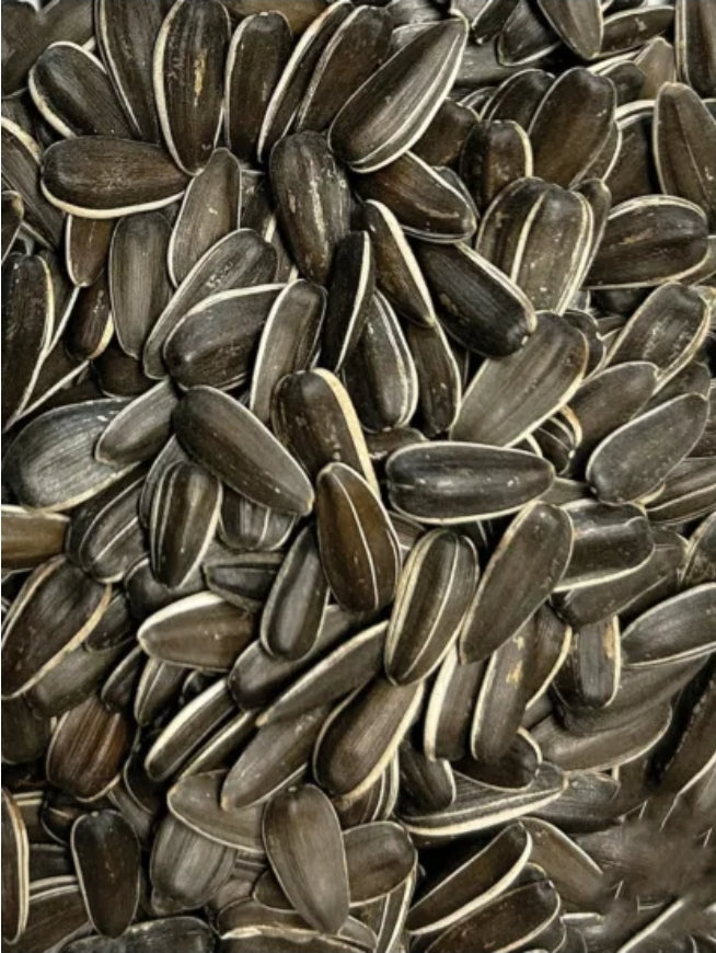 Grote Gestreepte zonnebloempitten 8kg