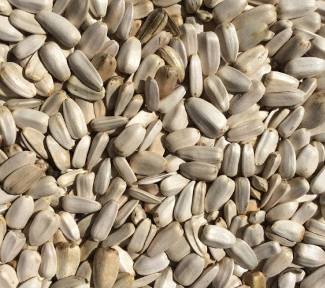 Witte Zonnebloem pitten 1kg