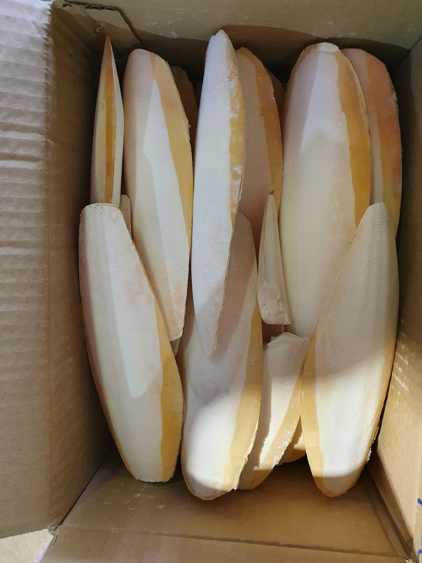 Sepia Groot 15 a 25cm