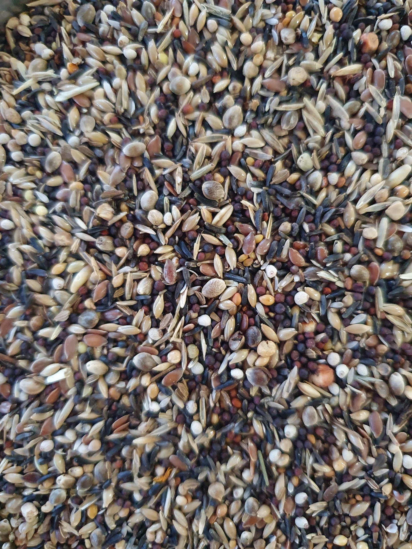 Sijs Distelvink/Putters Pro Bird 1kg