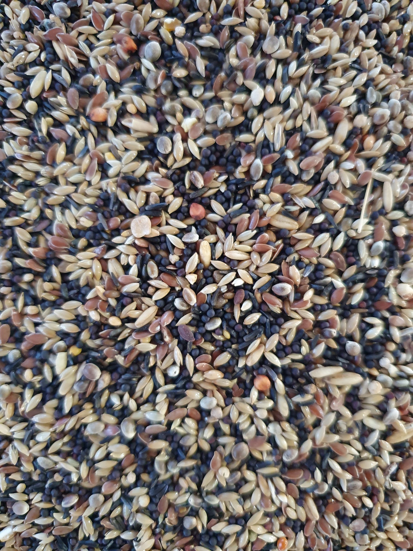 Putters & Sijsjes Basis Bird-X Mix 5 x 1kg