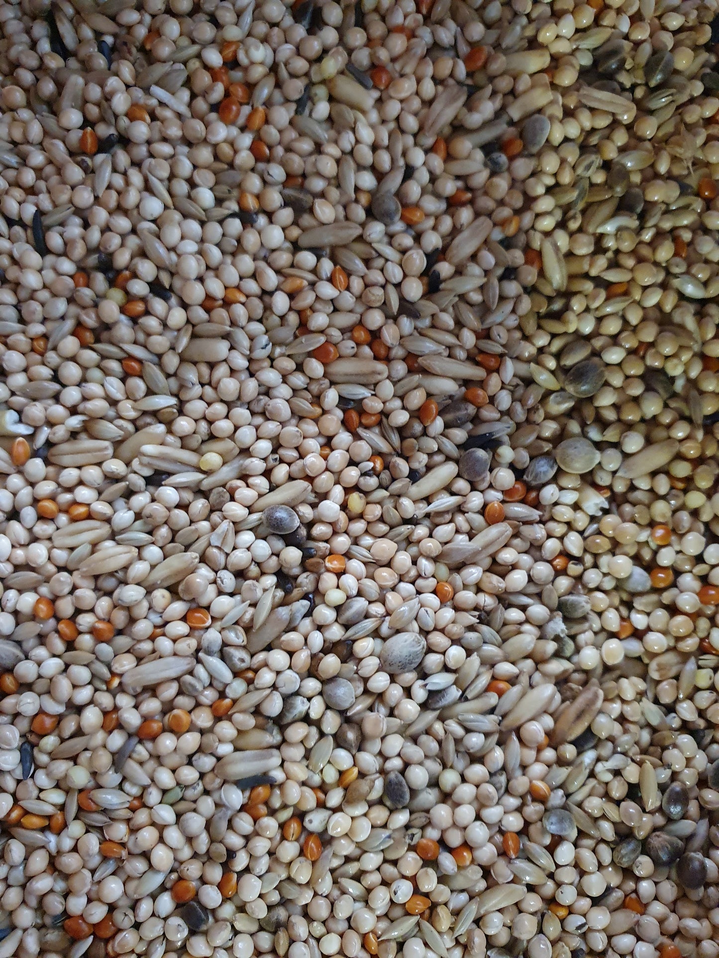 King Parkieten Kwaliteit Mengeling 20kg - HobbyFirst