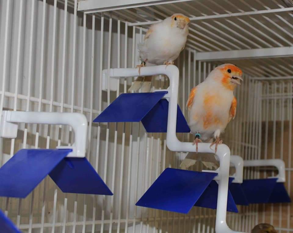 Vogelzitje individueel - Moldes Ave