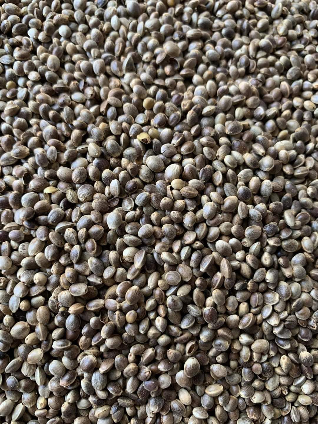 Kempzaad ( Hennepzaad ) 1kg