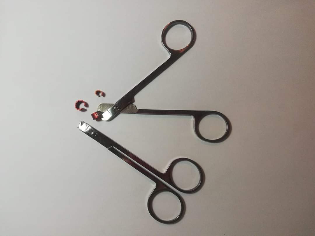 Vogel Ring Schaartje ( Fauna )