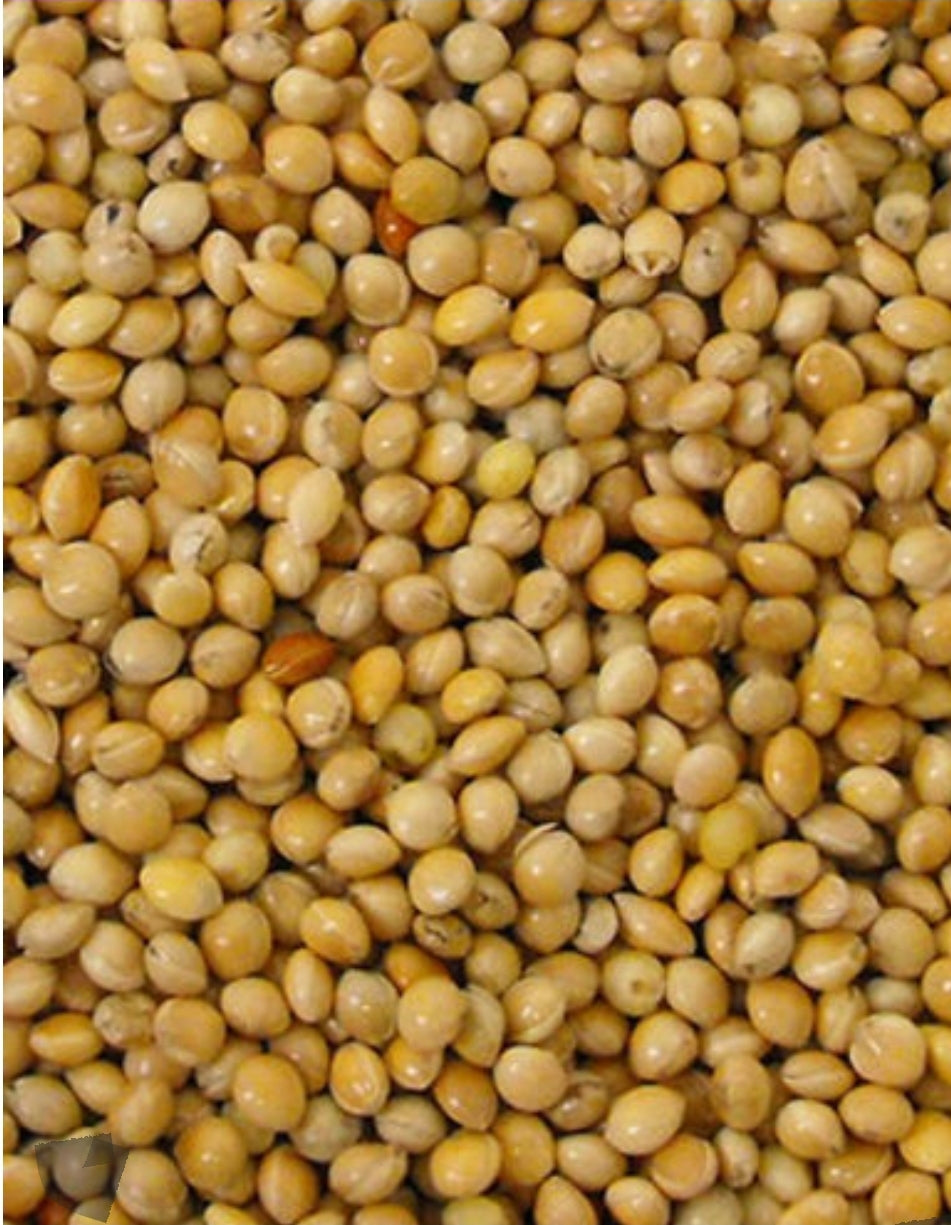 Rondzaad Geel ( millet ) 1kg