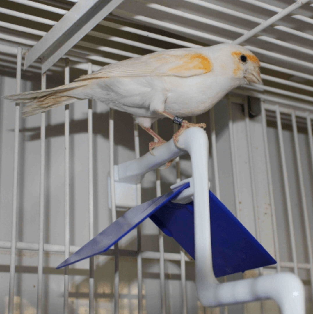 Vogelzitje met verlenging - Moldes Ave