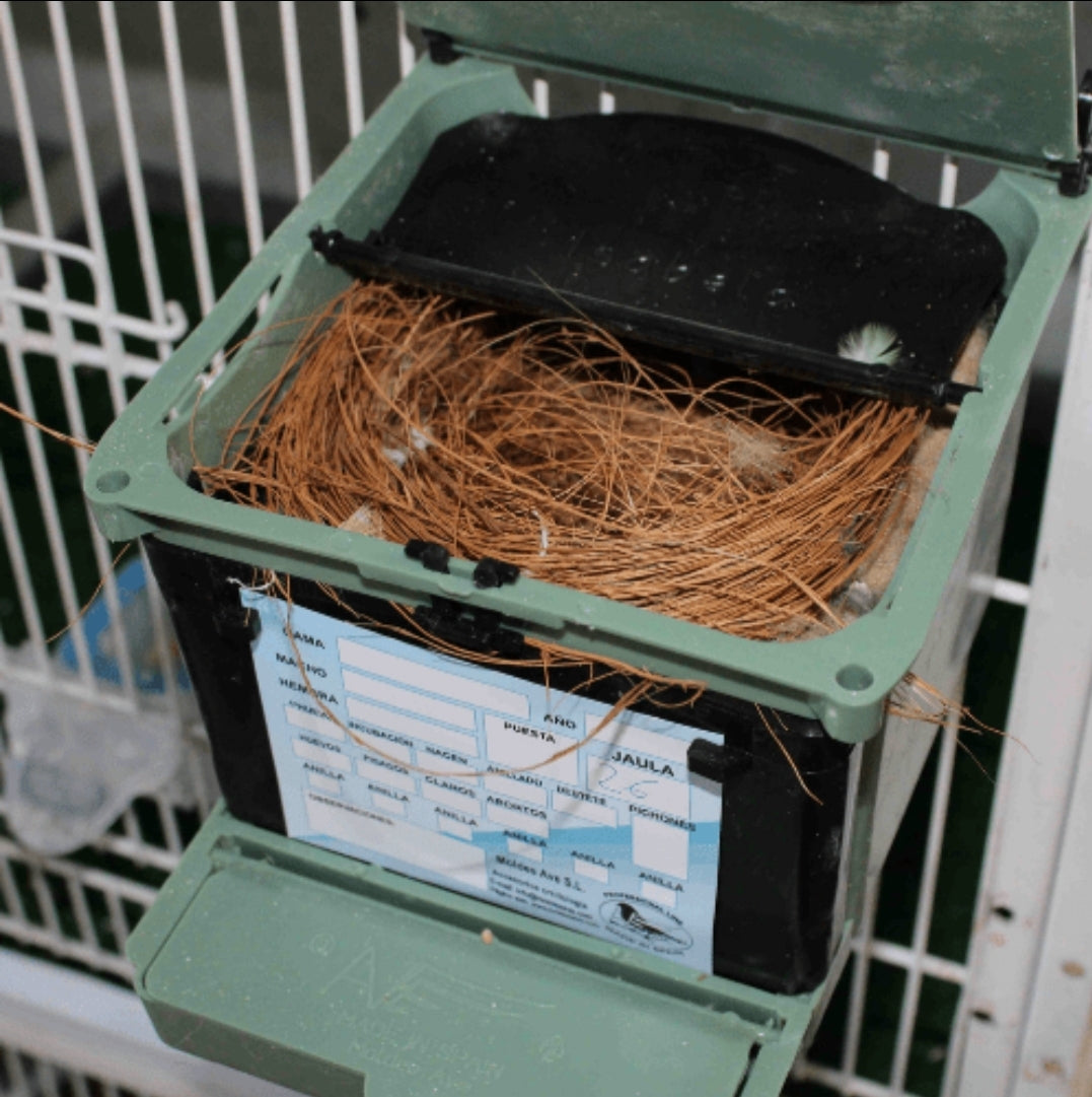 Nest Isabella Exoten - Moldes Ave