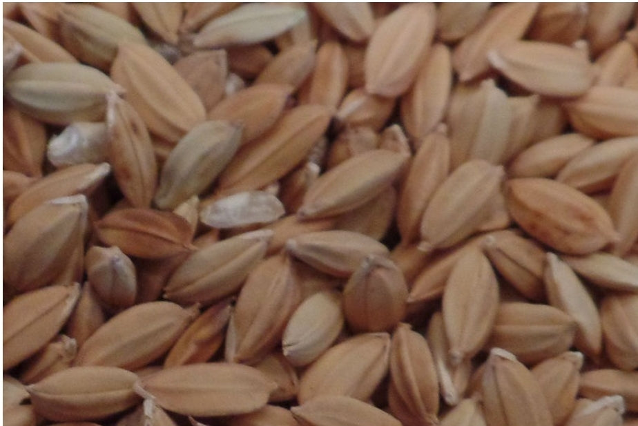 Paddy Rijst 20kg - Versele Laga