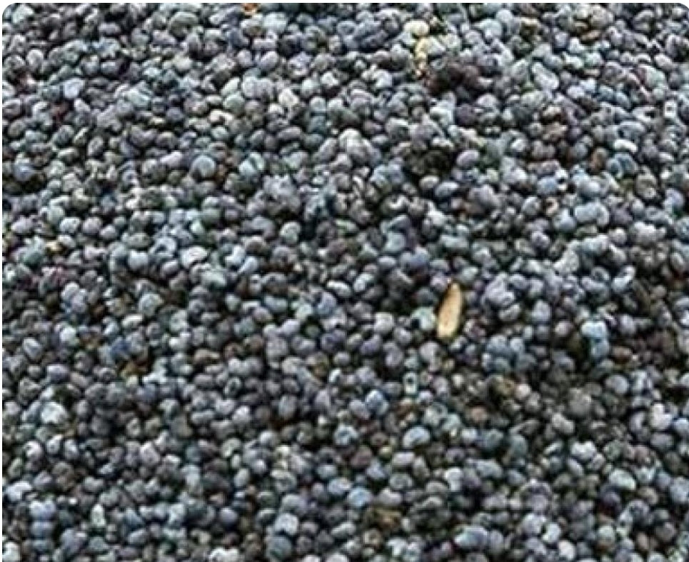 Blauwmaanzaad 800 gram