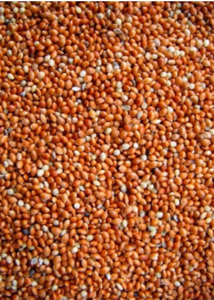 Rondzaad Rood ( Millet ) Gierst 20kg