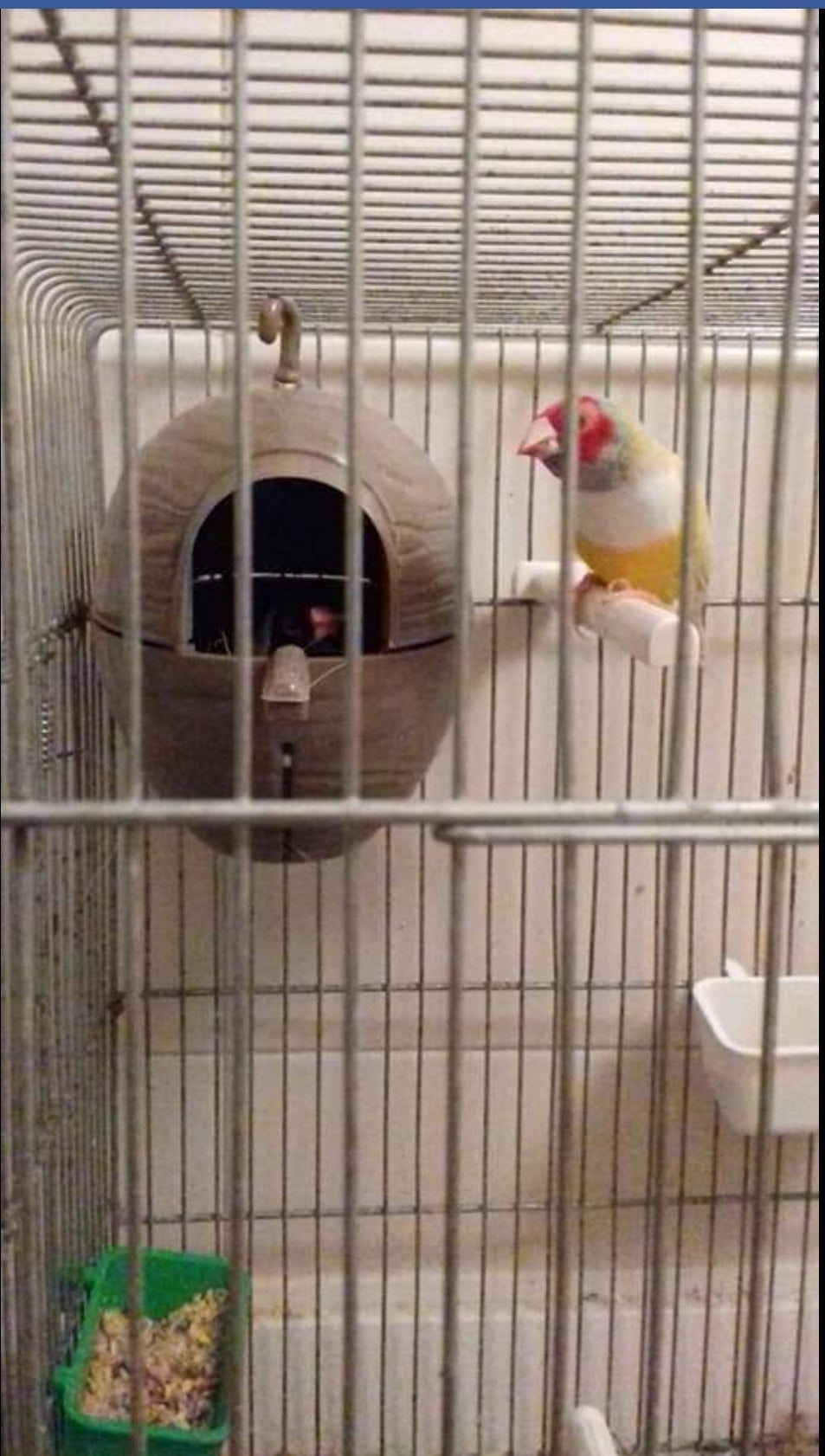 Nest Exotische Vogels - Moldes Ave