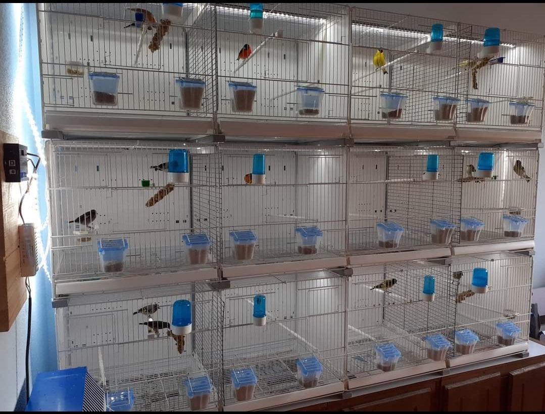 Tulipa Feeder Blauw - Moldes Ave