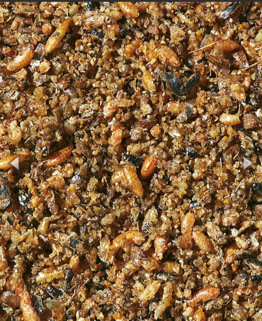 Nutribird - Orlux Insect Patee 1kg - Min. 25% Insecten