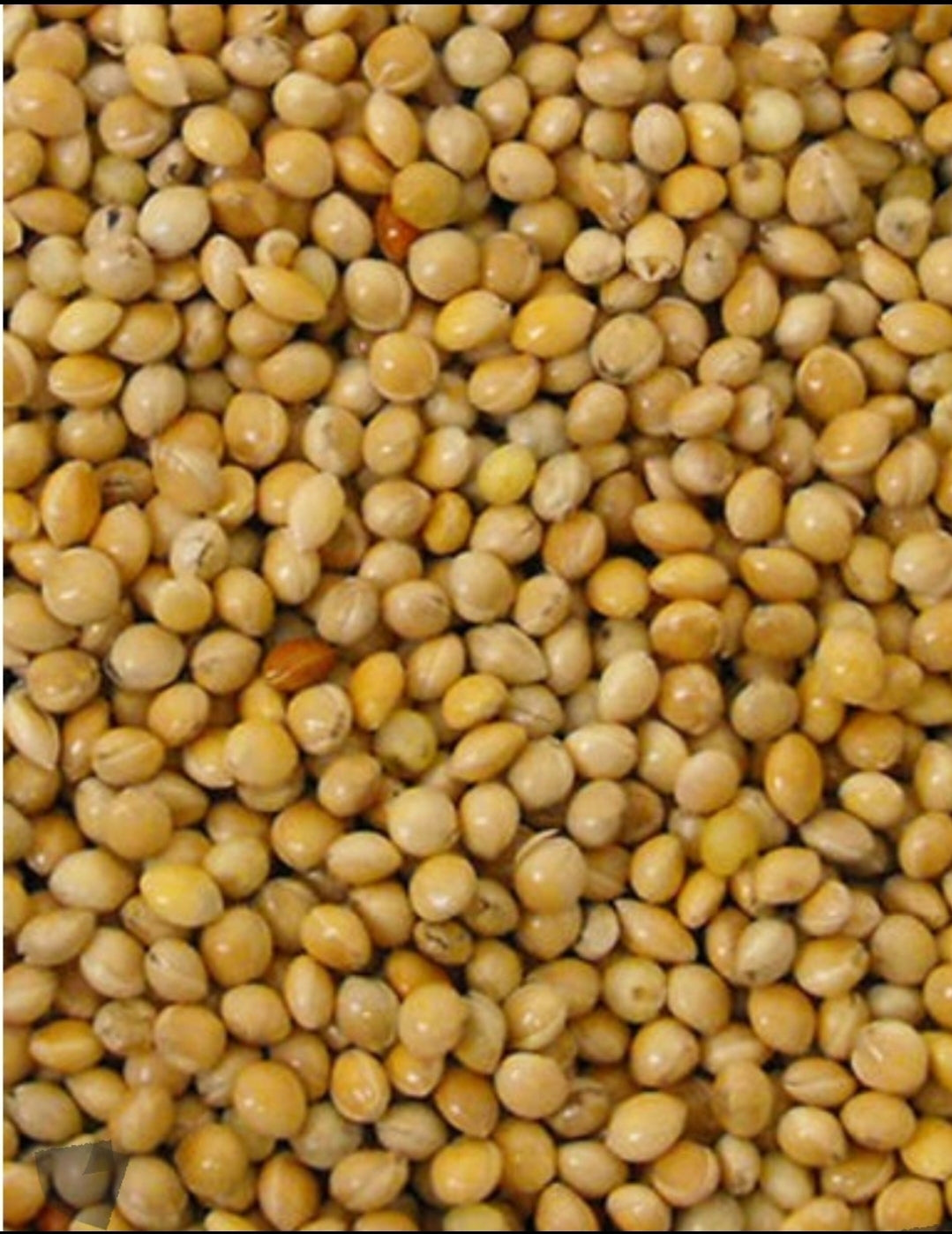 Rondzaad Geel ( millet ) 5kg
