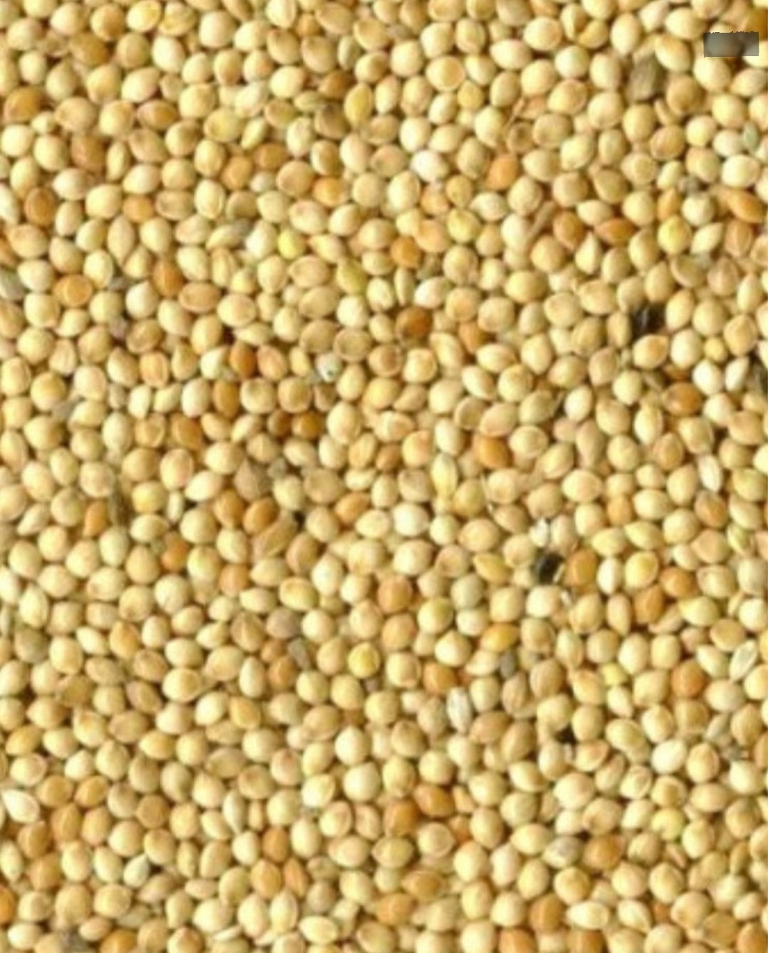 Rondzaad Wit ( millet ) 5kg