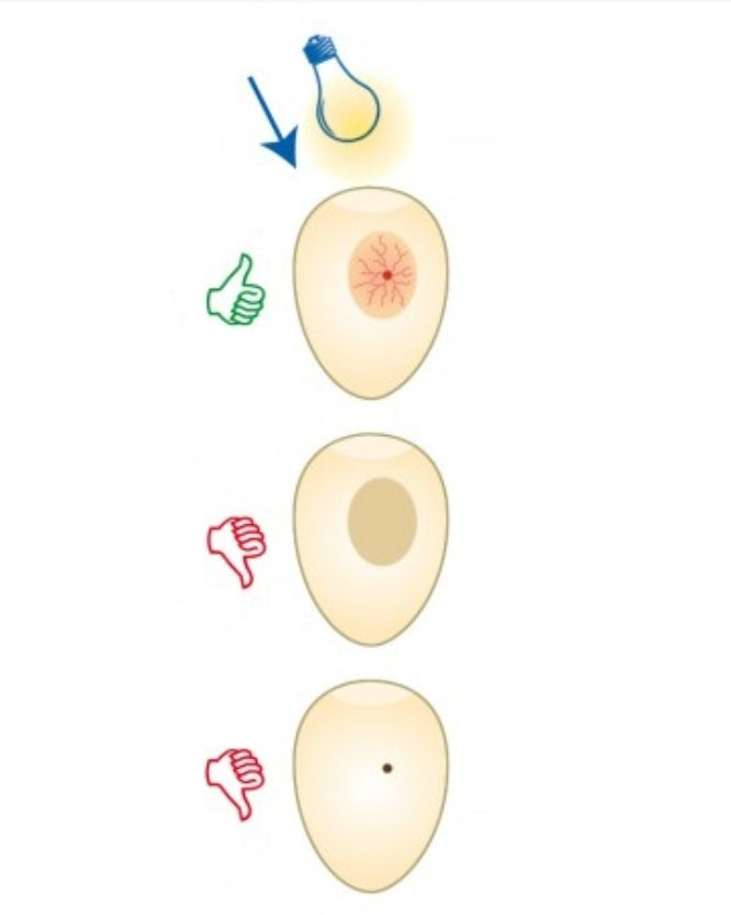 Fauna Flexibele Schouwlamp