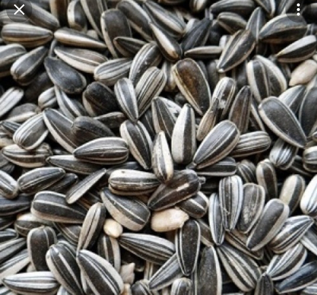 Versele Laga - Zonnebloem Pitten Gestreept Gereinigd 12,5kg