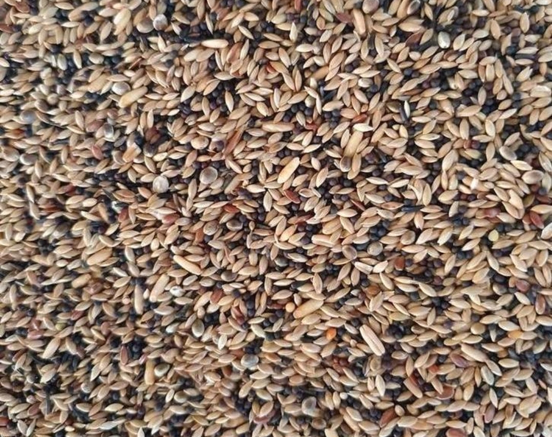 King Kanarie Basis Kwaliteit Mengeling 1kg - HobbyFirst