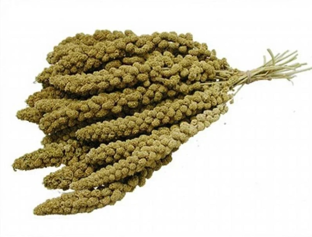 Trosgierst geel china 1kg