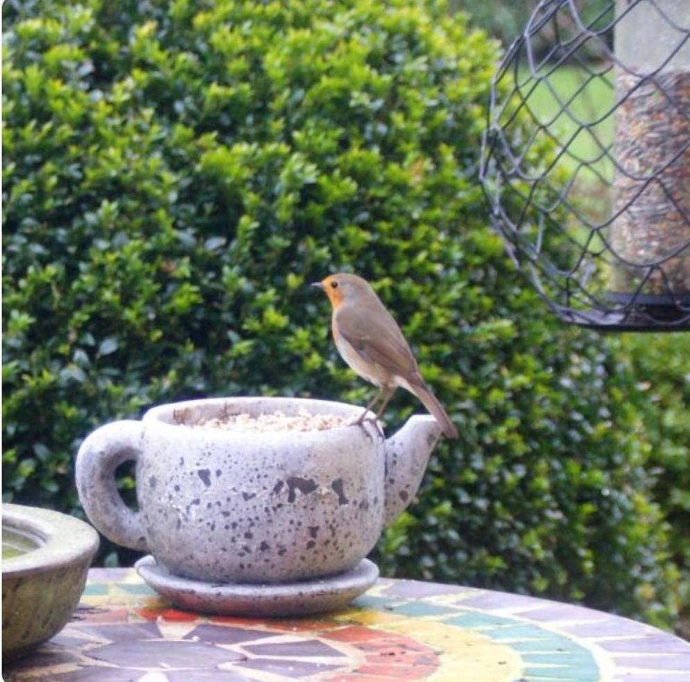 Gepelde zonnebloempitten 4 kg
- Benelux Nature