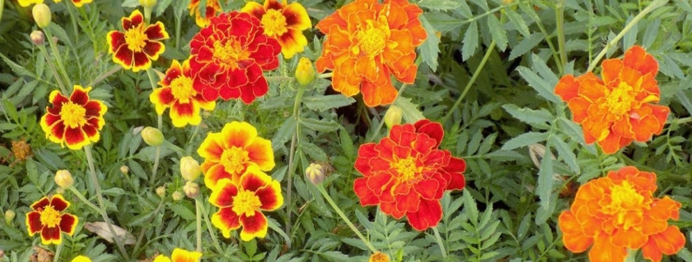 Tagete Puro ( Zuivere Goudsbloem ) 100 gram - Unica