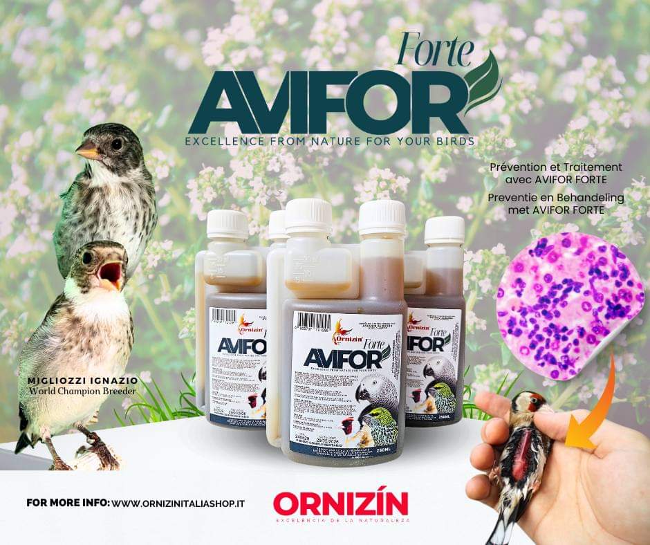 Fattoria Di Campagna | Allevamento Galline Ornamentali E Ovaiole (Brahma, Moroseta, Padovana - Foto 7