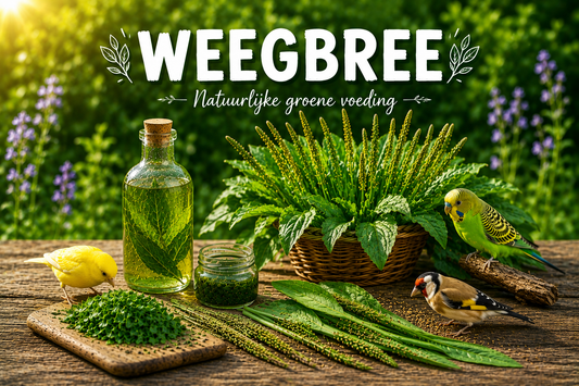 Weegbree, natuurlijke voeding voor vogels