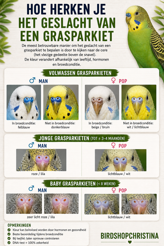 Hoe je het geslacht herkent van grasparkieten