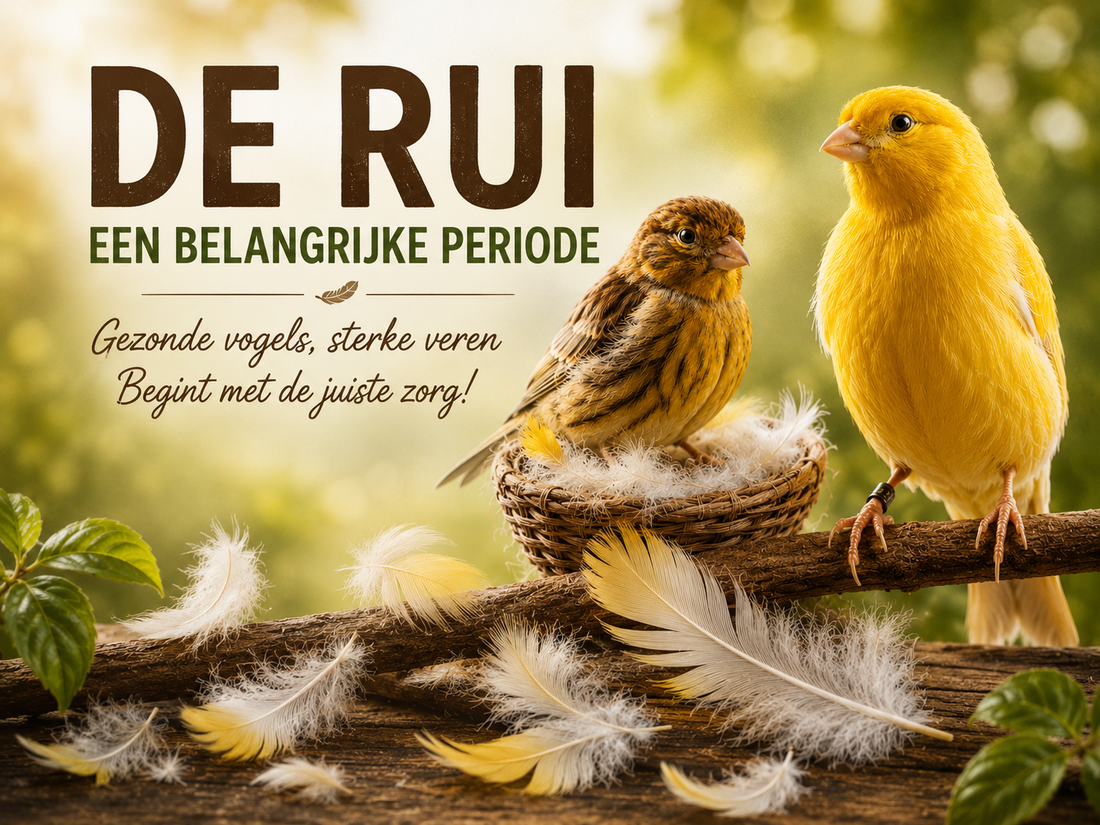 Rui en rustperiode, de blog