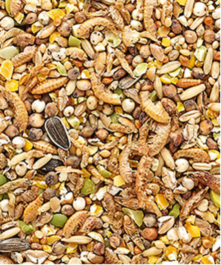 Insectenmix - Voedzame mix voor pluimvee - Volledig Insectenmix - Voedzame mix voor pluimvee - Volledig