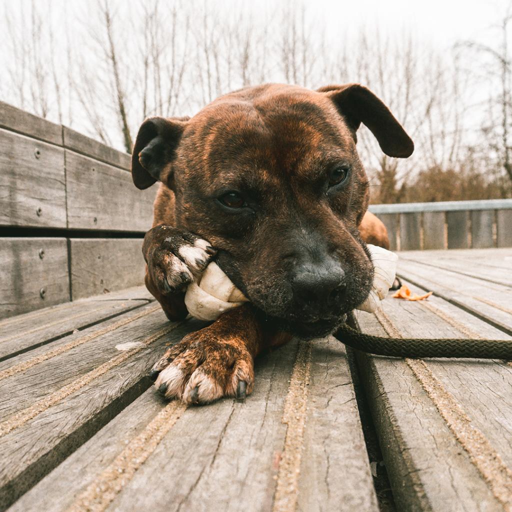 Duvo+ meat! chicken & rawhide large bones ( 1 stuk ) L