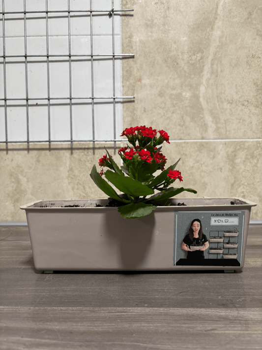 Plantenbak Met Rode Kalanchoe Blossfeldiana - Moldes Ave