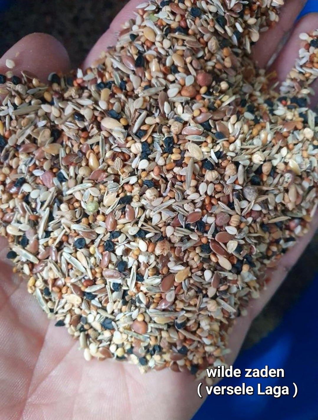 Health seeds ( wild seeds ) - Versele Laga 1kg – Birdshop Christina Pet ...