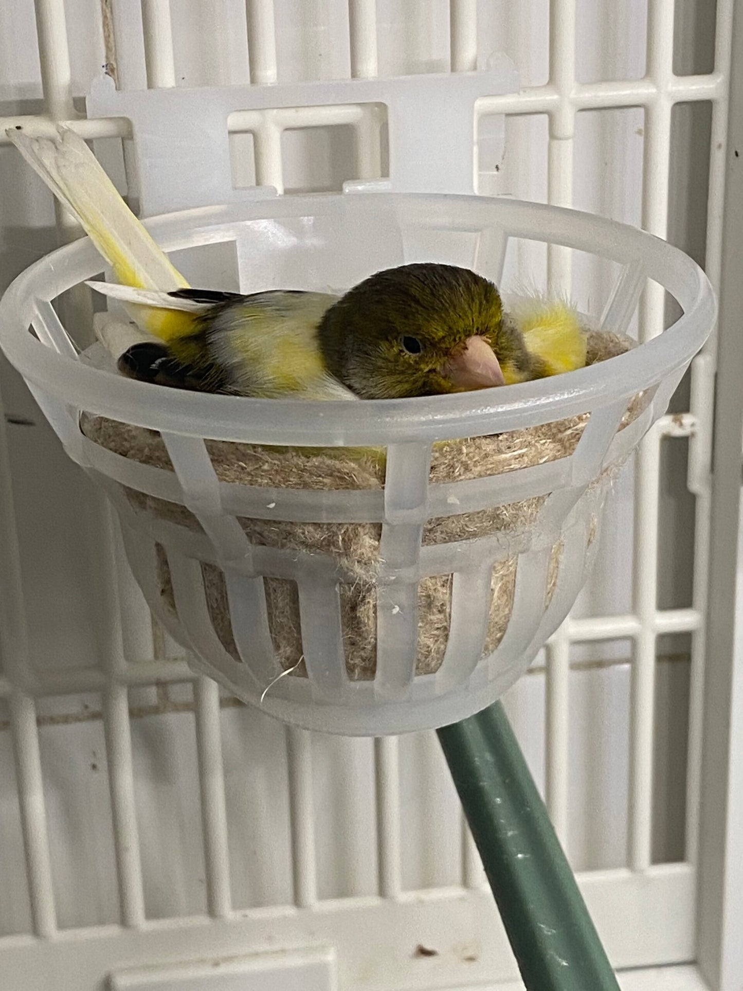 Nest Dama Hybride ( nest matje inbegrepen ) - Moldes Ave